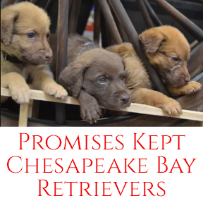 Promises Kept Chesapeake Bay Retrievers Logo